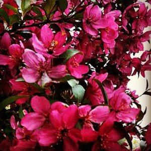Flowering Crapapple Tree