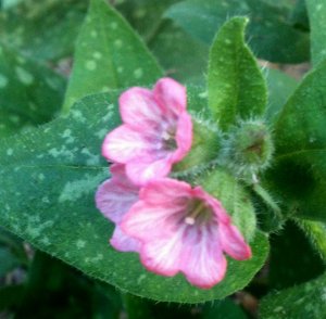 Lungwort